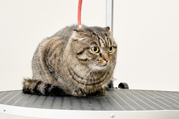 Lop-eared Scottish cat close-up on grooming table