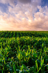 Green corn field with a radiant sunset over the horizon, capturing agricultural growth and the beauty of rural landscape.