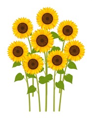 Obraz premium A cluster of seven sunflowers with green stems and leaves on a white background