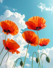 Obraz premium vibrant vertical photo of bright orange-red poppies with long, delicate stems, seemingly floating or captured from a low angle against a clear turquoise blue sky with soft white clouds.