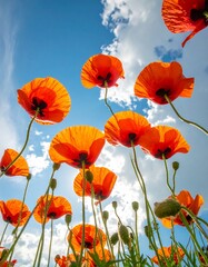 Obraz premium vibrant vertical photo of bright orange-red poppies with long, delicate stems, seemingly floating or captured from a low angle against a clear turquoise blue sky with soft white clouds.