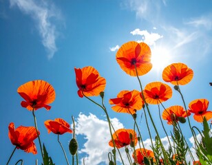  vibrant vertical photo of bright orange-red poppies with long, delicate stems, seemingly floating or captured from a low angle against a clear turquoise blue sky with soft white clouds.