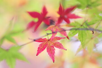緑の中の紅葉