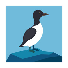 Guillemot bird standing on a rock illustration seabird