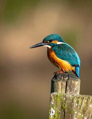 Colorful Kingfisher Perched on a Post.
