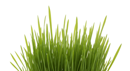 Close up of fresh green wheatgrass shoots with water droplets isolated on transparent background