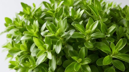Closeup of lush green leafy shrub with dense foliage against white background, emphasizing vibrant textures and healthy growth with copy space on right