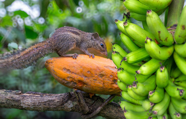 Cute squirrel is eating a ripe papaya in a forest in northeastern Thailand.