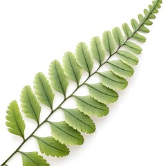Button Fern Leaf Elegant Green Frond with Delicate Circular Leaflets and Fresh Botanical Texture Showcasing Natural Simplicity and Minimal Charm on Bright White Background Still Life