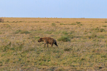 Spotted hyena (Crocuta crocuta), also known as the laughing hyena, in Serengeti National park in Tanzania