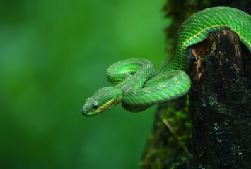 A bright green viper snake coils around a tree trunk in a dense forest. Its triangular head and rough scales identify it as a tree viper, blending perfectly into its surroundings.