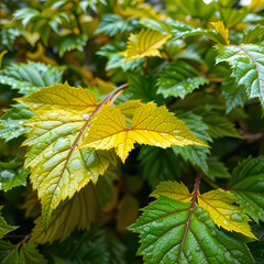 Textured Leaf Surface In Detail
