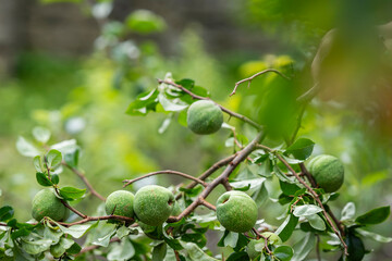 Ornamental quince (Chaenomeles speciosa), fruits on a branch. Gathering Chaenomeles branches  to...