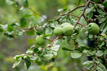 Ornamental quince (Chaenomeles speciosa), fruits on a branch. Gathering Chaenomeles branches  to make a flower arrangement. 