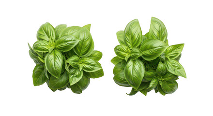 Fototapeta premium Fresh Basil Herb Top View Two Bunches