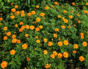 A vibrant display of orange cosmos flowers