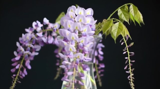 Purple wisteria in vase