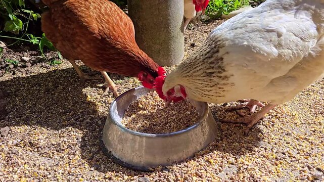 Overhead shot of chickens pecking grain together from a metal bowl outdoors