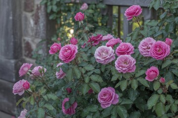 Fototapeta premium Abundant pink roses with water droplets on green leaves against a stone wall and wooden fence