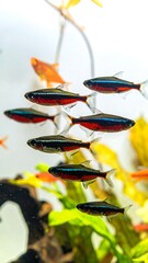 A school of small, slender fish with vibrant red and black markings swim in an aquarium, surrounded by green plants and other fish