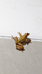 a yellow common tree frog stuck to white wall. Polypedates leucomystax
