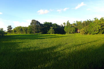 Green Rice Field and Blue Sky