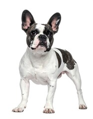 Fototapeta premium A brindle and white French Bulldog stands alert against a white background