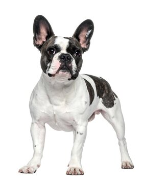 A brindle and white French Bulldog stands alert against a white background