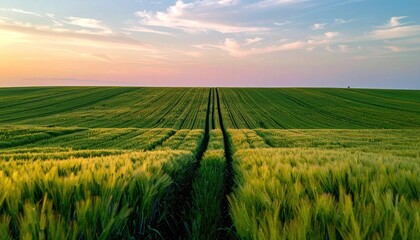 Vast field of young grain at sunset.  Two parallel rows