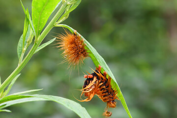 Close-up of an orange spiny caterpillar on a green leaf, showcasing intricate details and textures. Perfect for nature, educational, and conservation-related content, highlighting insect behaviour.