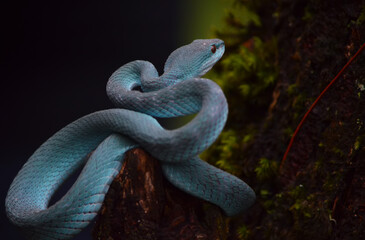 A bright blue viper coiled around a tree trunk, looking alert with its head raised. Its contrasting colors stand out against the dark background, showcasing the beauty and uniqueness of this rare spec