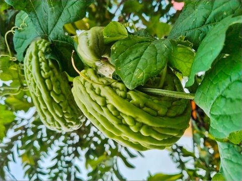 Photo shot from below (low angle) of two green bitter melon fruits, Momordica charantia, bitter melon fruit growing crooked on the tree