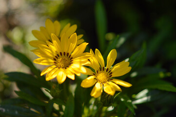 blooming orange and yellow treasure flowers with bee collecting pollen