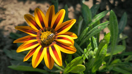 Obraz premium blooming orange and yellow treasure flowers with bee collecting pollen