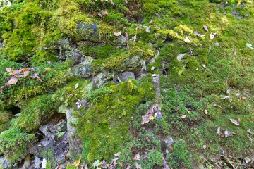 Moss Texture on Ancient Tree Stump