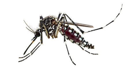 Mosquito isolated on transparent background
