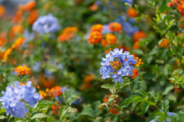 Lantana camara et plumbago