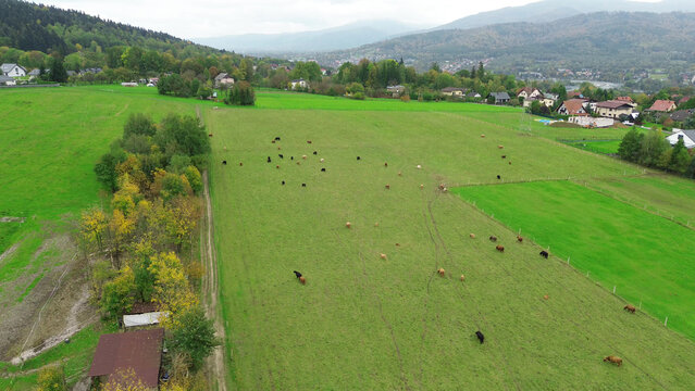 Scenic European mountain farm with grazing highland cows. - Powered by Adobe