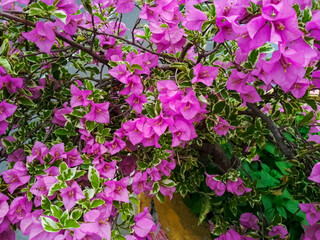 flowers purple in the garden