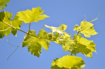 branch of grapevine with blue sky in background