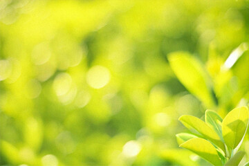 green leaves background