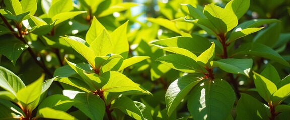 Vibrant, glossy green leaves reflecting sunlight,  emerald,  vegetation