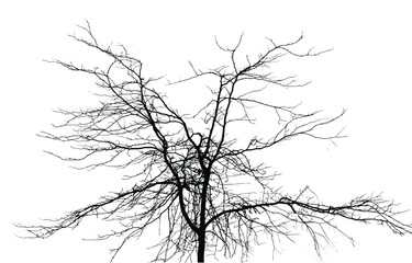 Fototapeta premium Silhouette of bare tree with branches isolated on white. Black and white vector illustration 