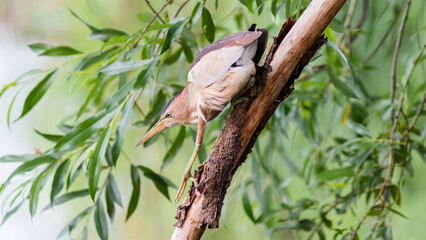bird on a branch