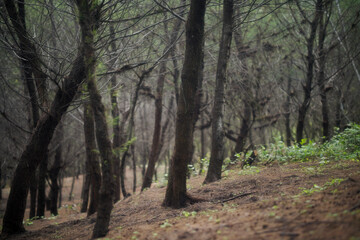 pine forest on the edge of Parang Tritis beach, Gunung Kidul, Yogyakarta, Indonesia in the morning
