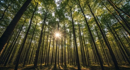 Fototapeta premium Sacred Light: Sun's Starburst Illuminates a Cathedral of Towering Trees