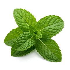 A sprig of fresh mint leaves, vibrant green, sits on a plain white background