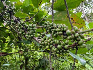 coffee beans waiting to ripen before being picked from the tree