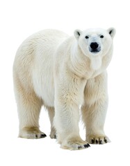 A large polar bear stands facing the camera against a white background