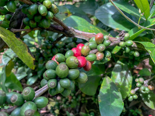 berries of a red currant coffee beans liberica excelsa in indonesia forest